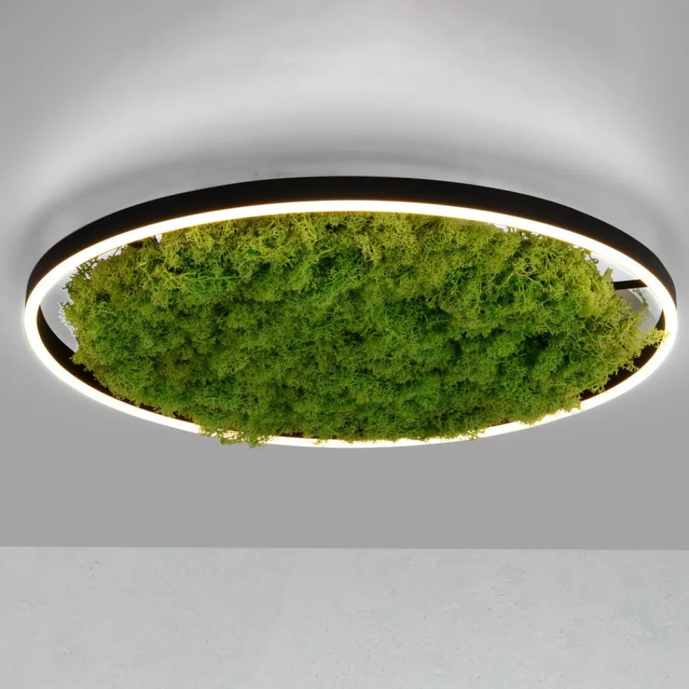 Gang|Loftlamper ^ JUST LIGHT. GmbH LED-loftlampe Green Ritus, mos dæmpbar Ø58,5cm